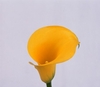 FLOREX GOLD